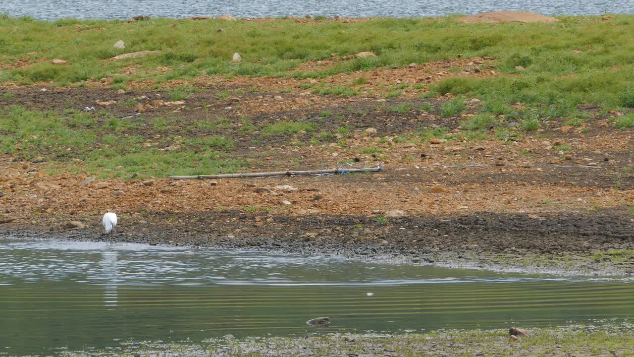小白鹭在湿地觅食。视频素材