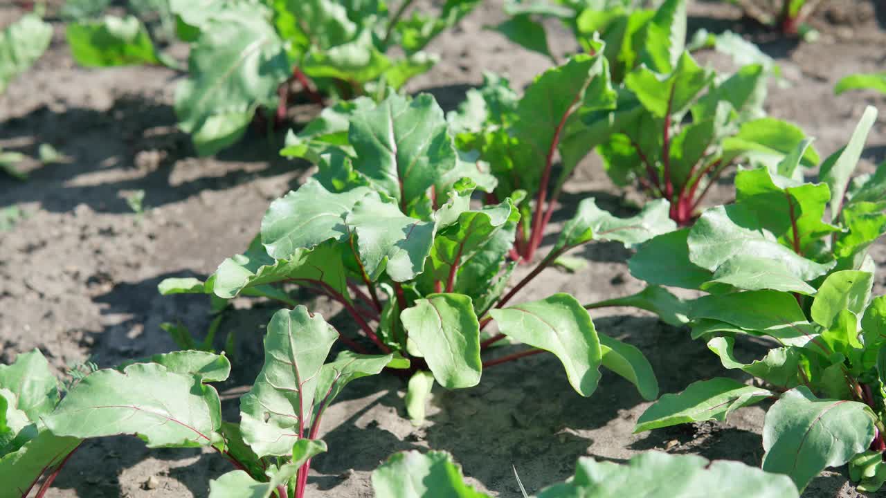 菜园里的甜菜。农场种植的有机甜菜根。视频素材