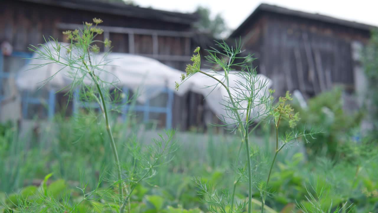 农民采摘新鲜植物香料莳萝田。收割。农业和生态水果种植的概念视频素材