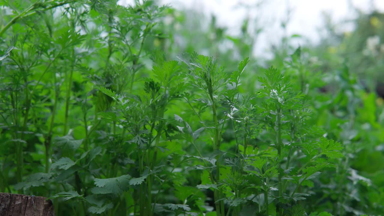 农民采摘新鲜植物香料香菜田。收割。农业和生态水果种植的概念视频素材