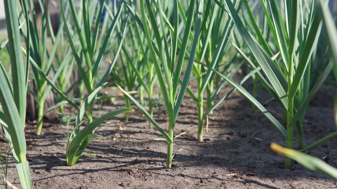 在乡下的花园里种下了蒜苗。大蒜在地里生长。视频素材