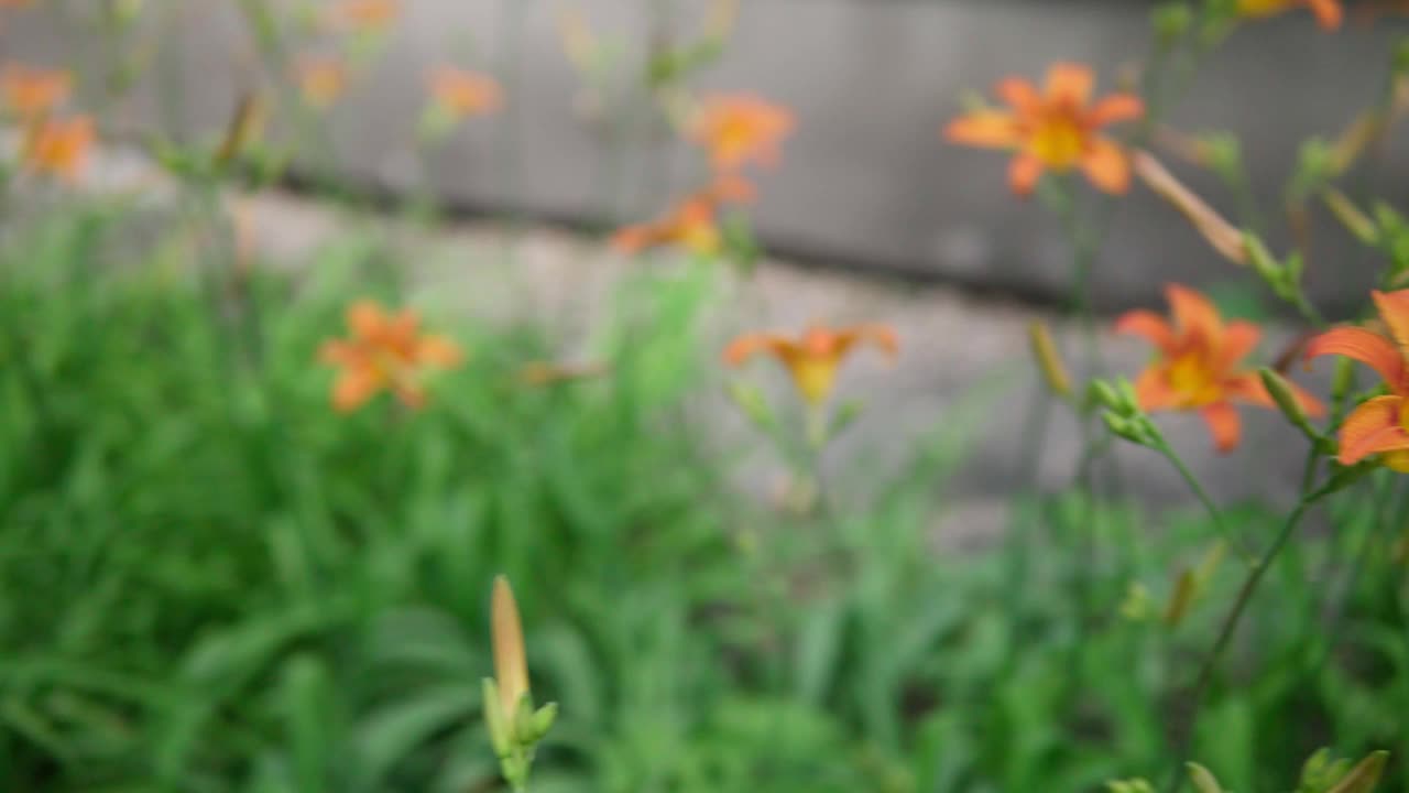 绿叶背景上的百合花。花园里有百合花。视频素材