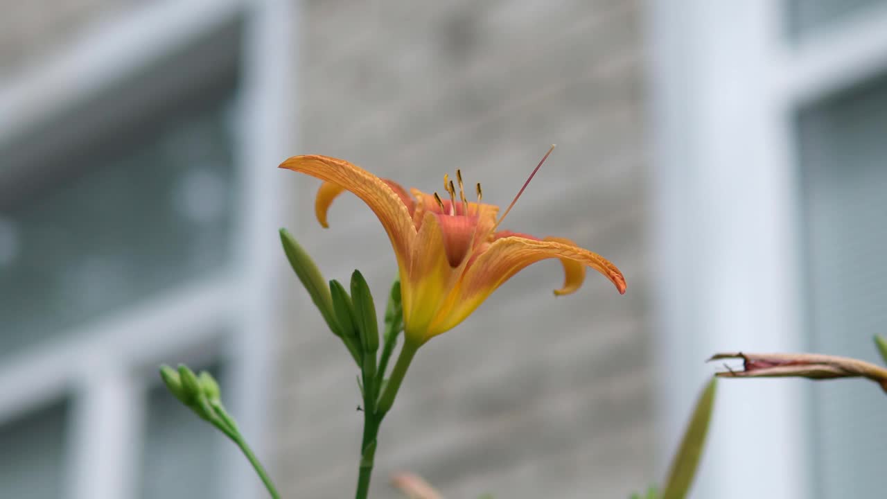 橙虎百合在绿色花园的背景上盛开。有选择性的重点视频素材