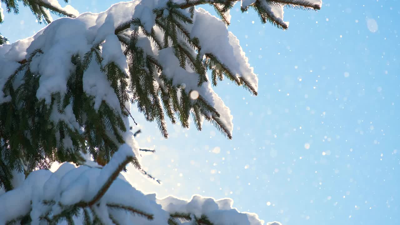 在寒冷明亮的日子里，冬天的山林里，松枝上覆盖着刚落下的雪。视频素材