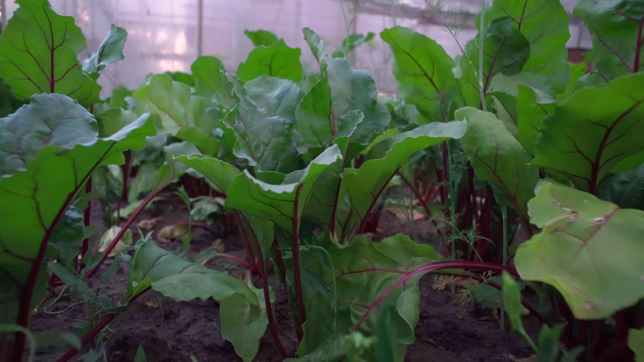 菜园里的甜菜。农场种植的有机甜菜根。视频素材