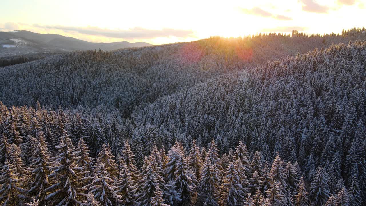 空中冬季景观与云杉树的雪覆盖森林在寒冷的山在晚上。视频素材