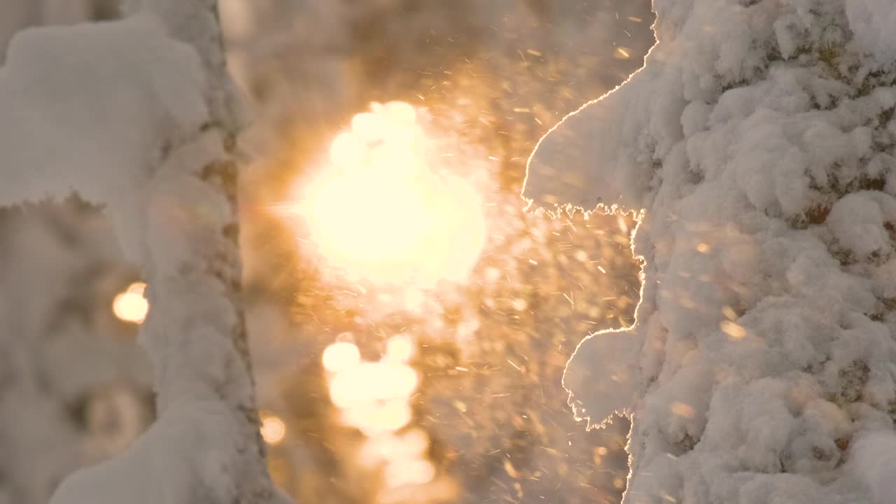 明亮的阳光景观与飘落的雪之间的松树在大雪的冬天茂密的森林寒冷安静的晚上。视频素材