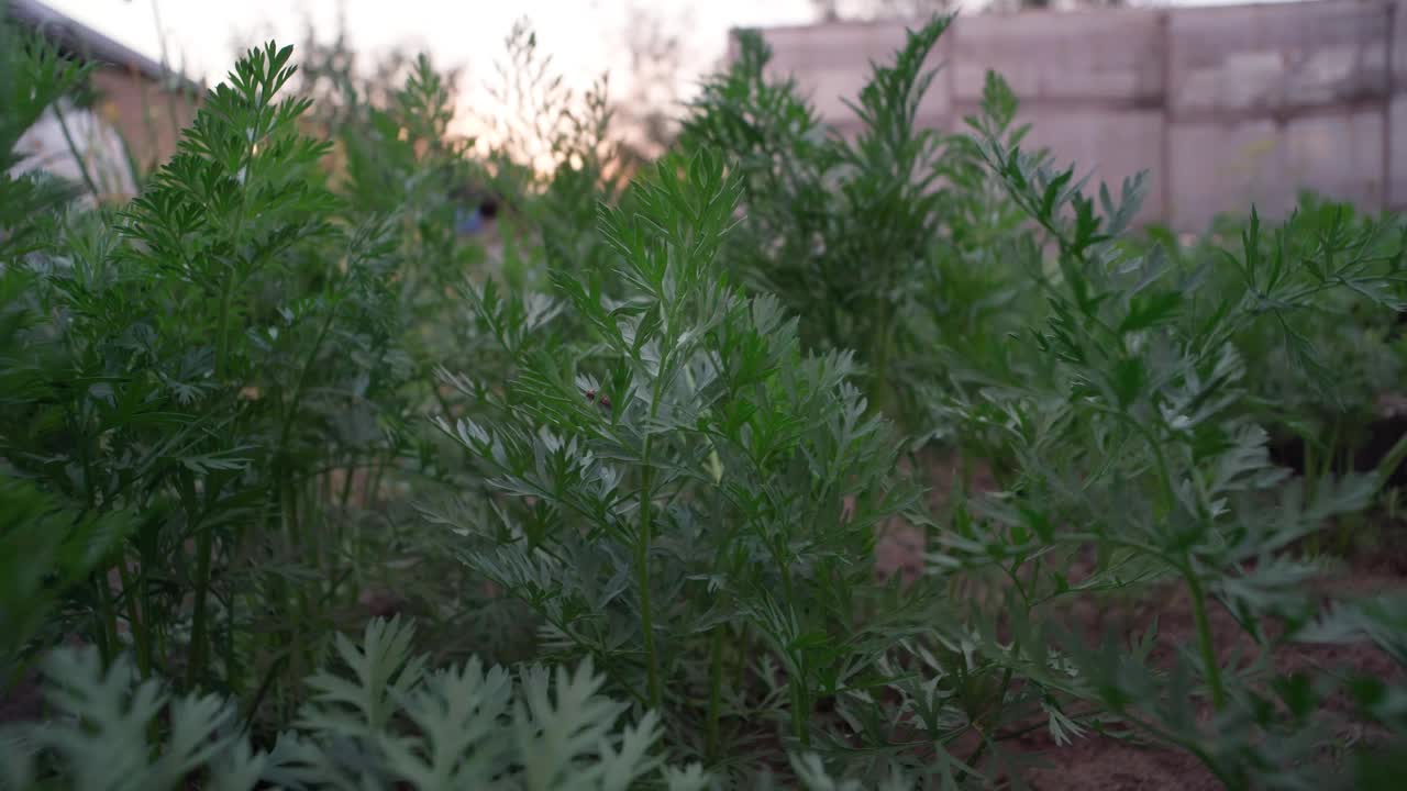 胡萝卜是在生态农场种植的。绿色的花园植物。有选择性的重点视频素材