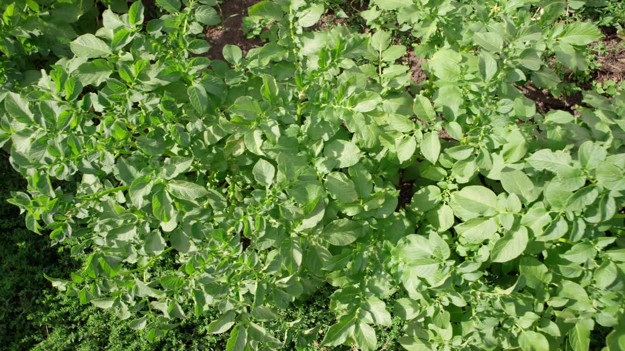 绿色的土豆叶子，在有机农场种植蔬菜。夏日的田园风光。视频素材