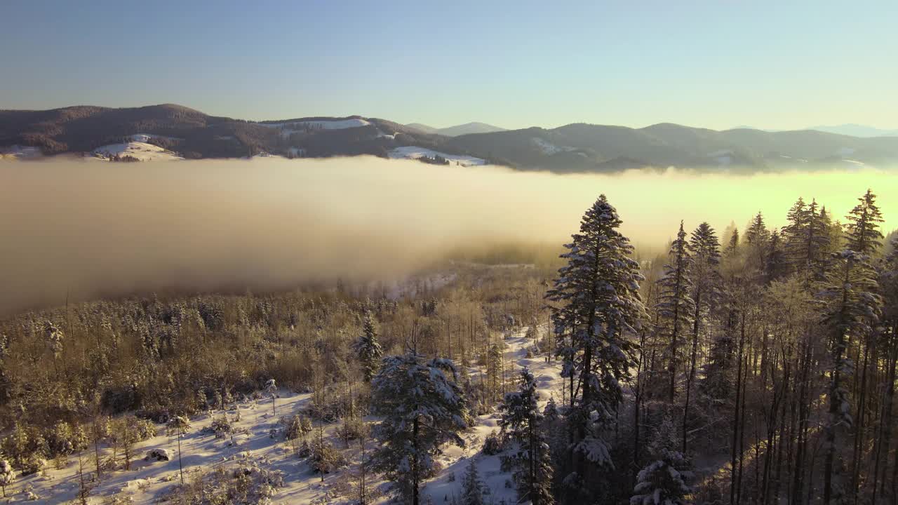 令人惊叹的冬季景观与松树的雪覆盖森林在寒冷的雾山在日出。视频素材