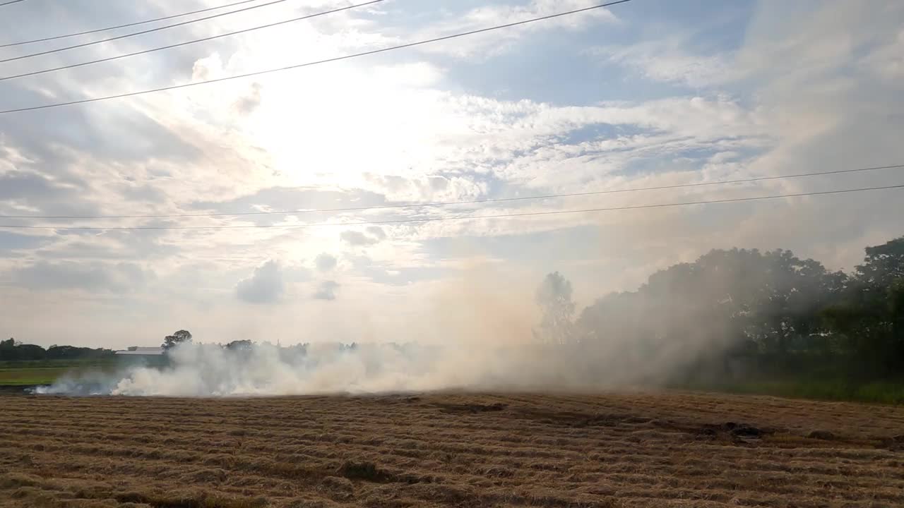 稻田里燃烧稻草所产生的浓烟。视频素材