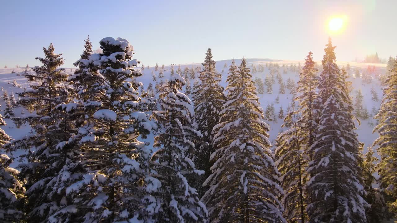 令人惊叹的冬季景观与松树的雪覆盖森林在寒冷的雾山在日出。视频素材