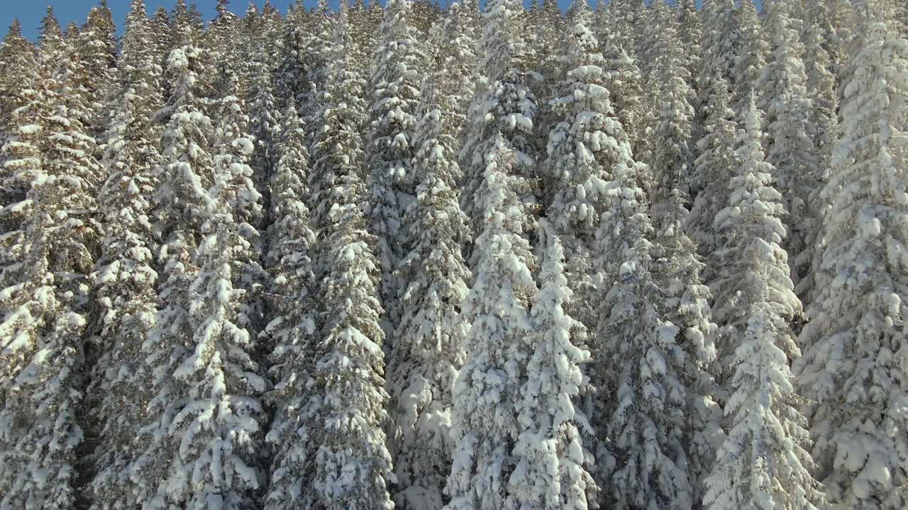 在寒冷明亮的冬日，高大的松树覆盖着刚落下的雪。视频素材