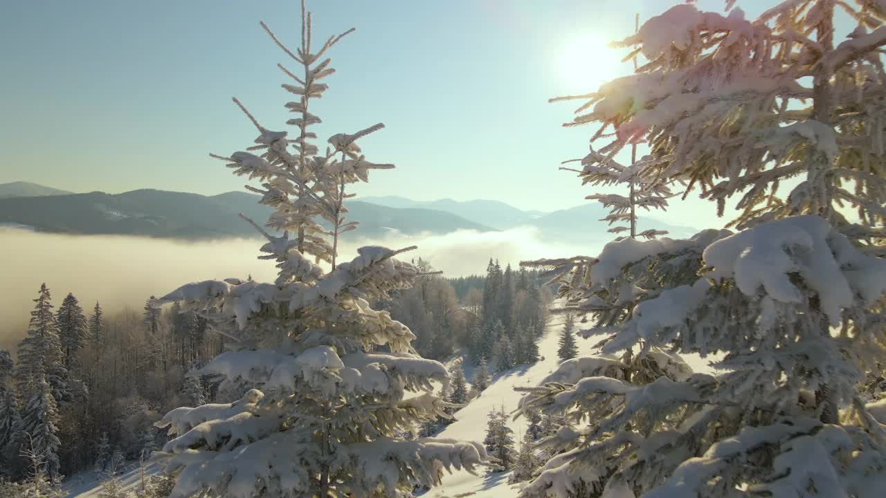 令人惊叹的冬季景观与松树的雪覆盖森林在寒冷的雾山在日出。视频素材