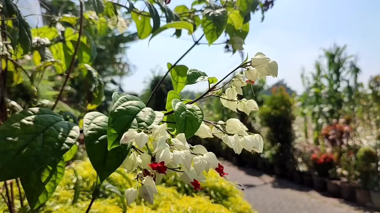 花瓣植物自然视频下载