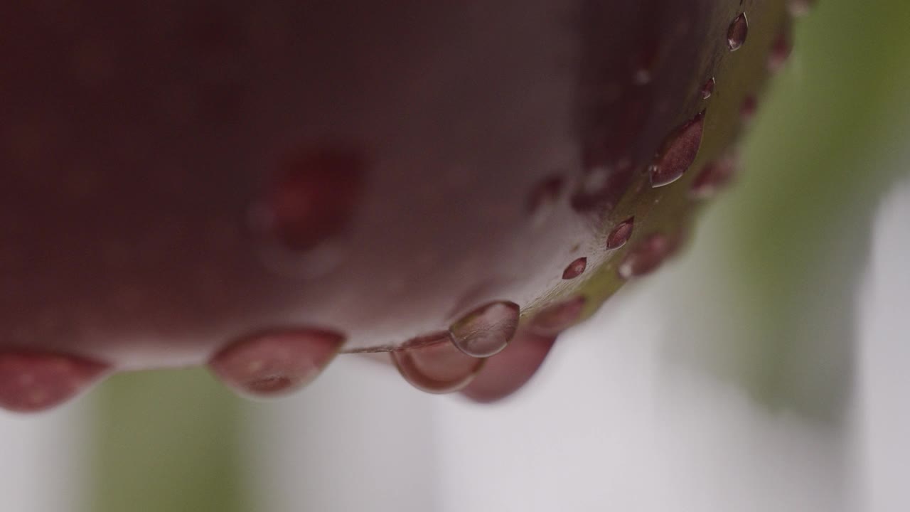 大苹果美丽的构图从花园里的树上一滴水流淌而下视频素材