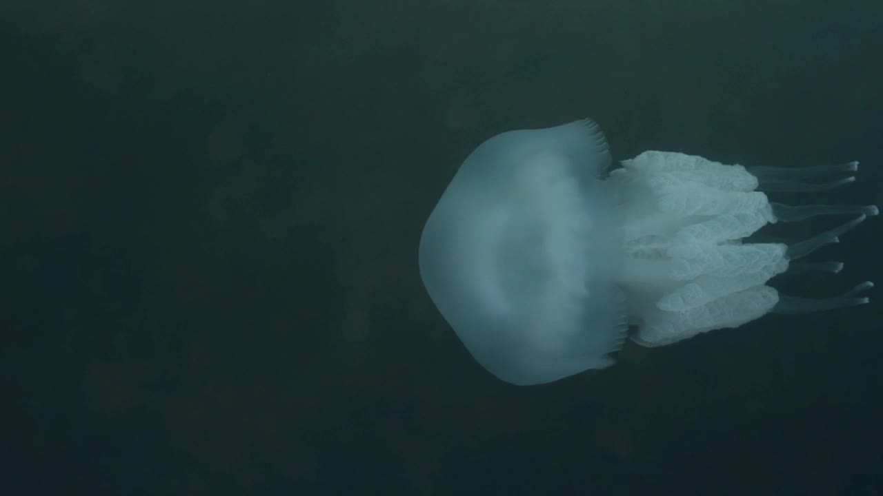 水母在海里游泳。野生动物视频素材