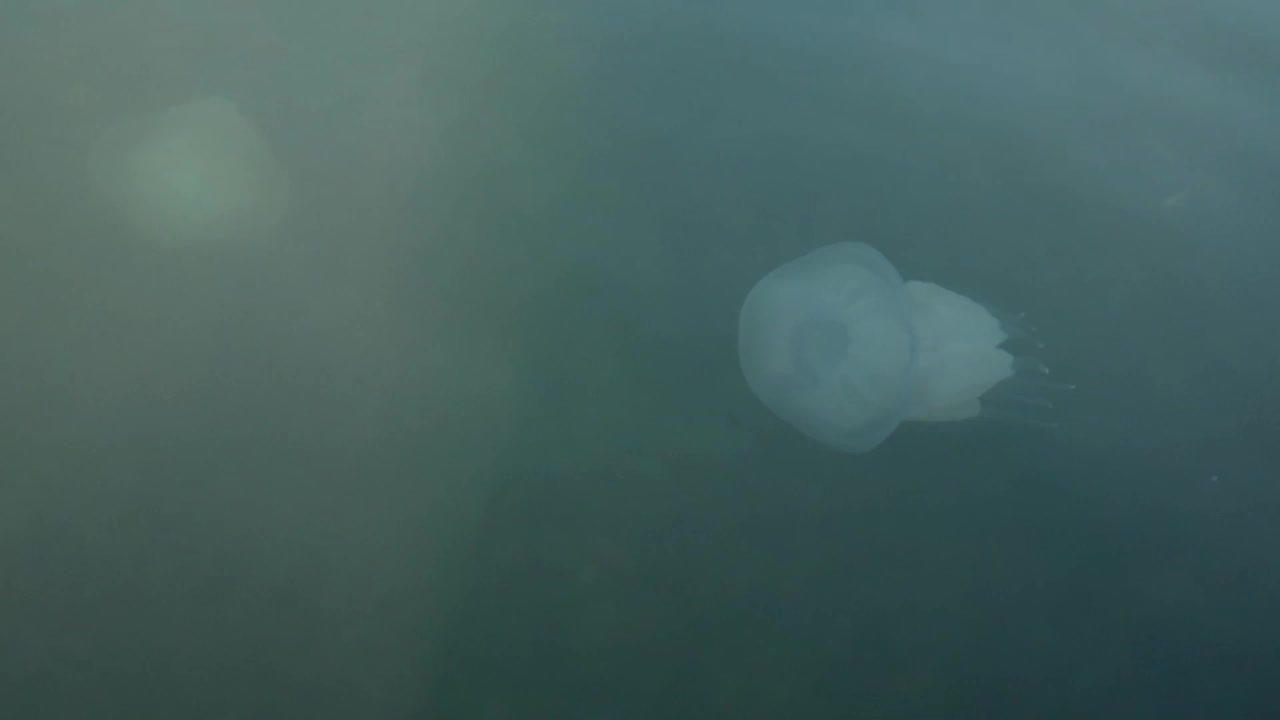 水母在海里游泳。野生动物视频素材