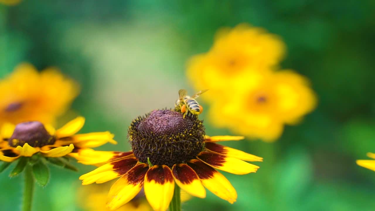 在夏日阳光明媚的花园里，辛勤劳作的小蜜蜂从黄色的红蕊花上采集花粉。视频下载