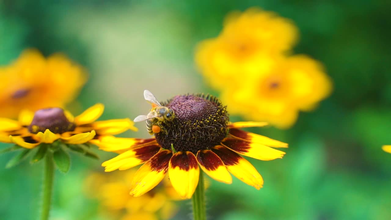 在夏日阳光明媚的花园里，辛勤劳作的小蜜蜂从黄色的红蕊花上采集花粉。视频下载