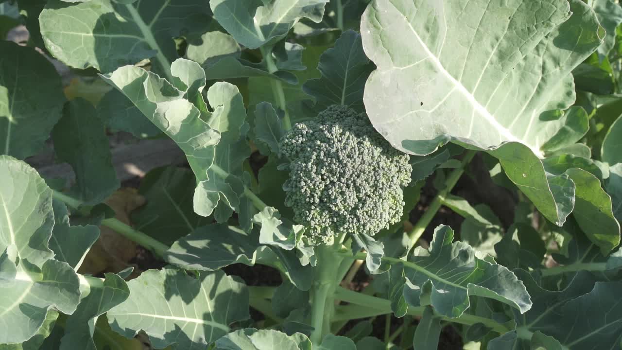 在商业农场种植的花椰菜视频素材