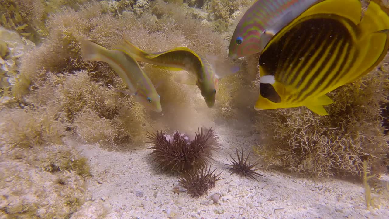 图为不同种类的热带鱼在吃受伤的穴播海胆或钻岩海胆(Echinometra mathaei)，这些海胆躺在珊瑚和藻类覆盖的海床上。慢动作视频素材