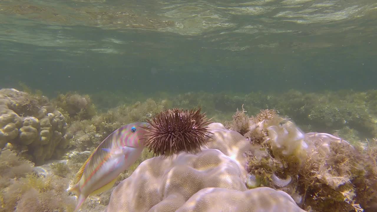 爬在珊瑚上的海胆。穴居海胆或钻岩海胆视频素材