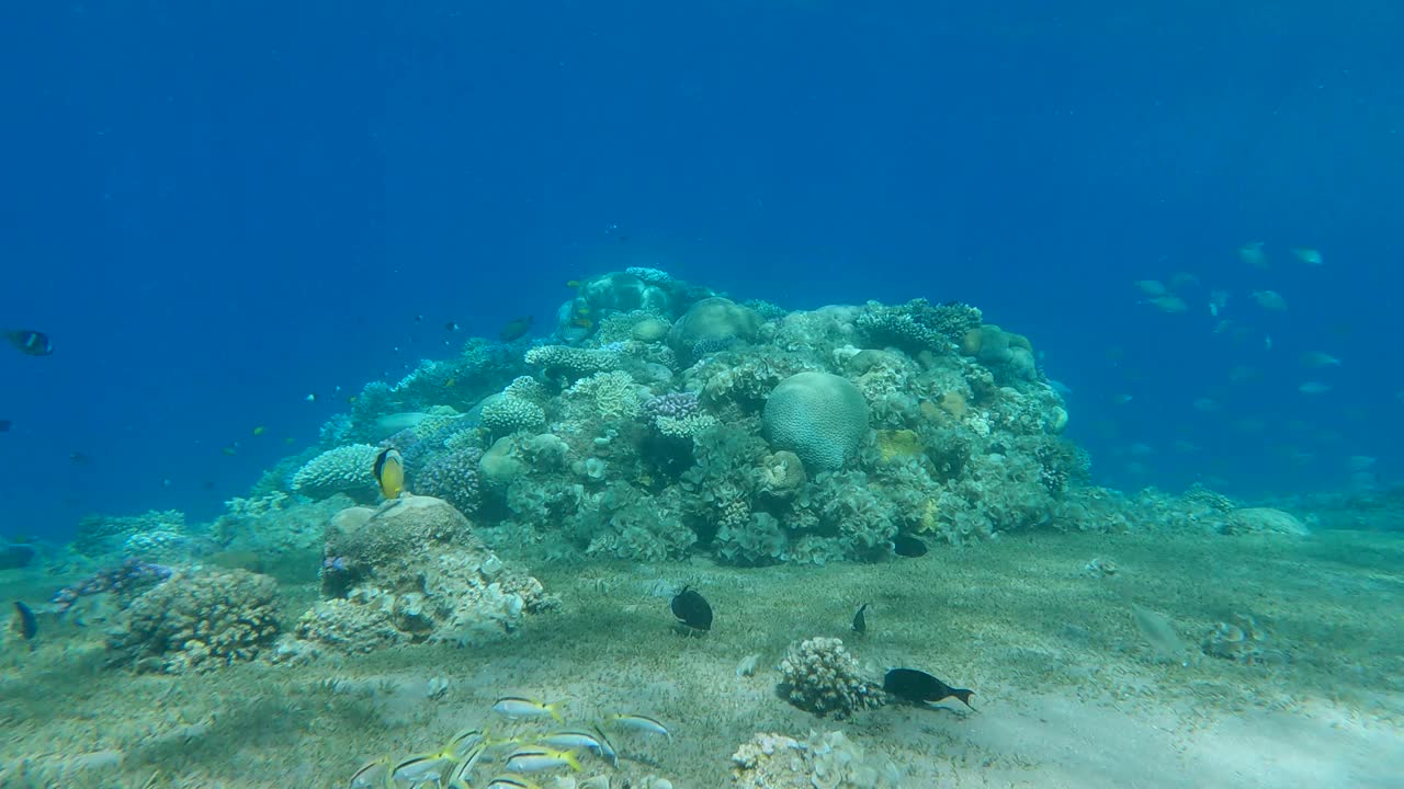 褐藻孔雀尾(孔雀尾)覆盖珊瑚礁。由于海水富营养化(增加海水中的有机物)，一度美丽的珊瑚礁长满了藻类视频素材