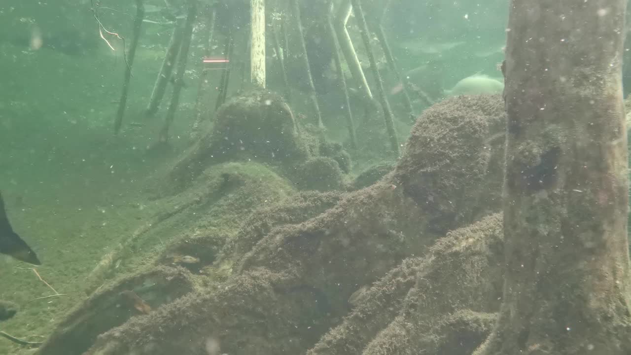 鱼在浑浊的河水中野生自然的河流视频素材