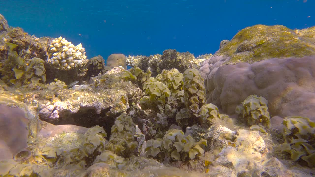 在阳光照射下，浅水区珊瑚礁顶部的海洋褐藻。杜鹃属海洋褐藻视频素材