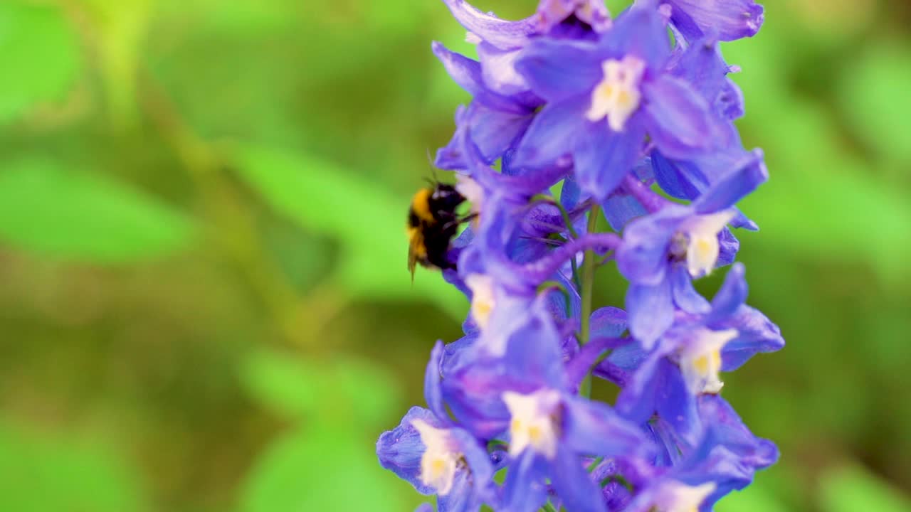 在夏日阳光明媚的花园里，辛勤劳作的小大黄蜂在采集紫飞燕草(飞燕草)的花粉。视频下载