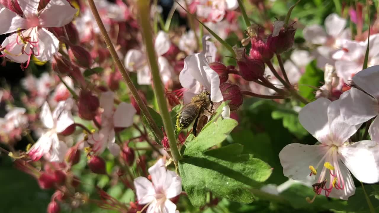 蜜蜂在花园中的鹤嘴花上视频素材