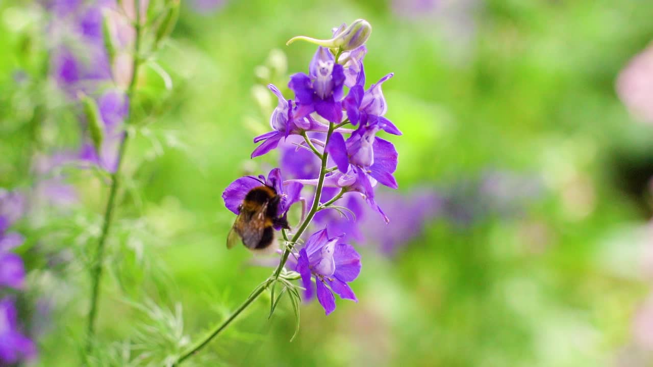 在夏日阳光明媚的花园里，辛勤劳作的小大黄蜂在采集紫飞燕草(飞燕草)的花粉。视频素材