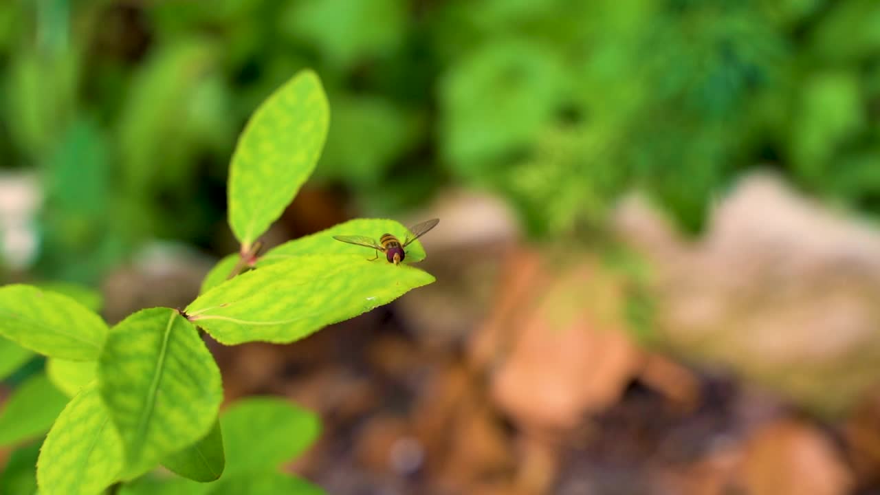 蜜蜂家族的小昆虫稳稳地坐在树叶上。夏日慵懒的一天在花园里。视频素材