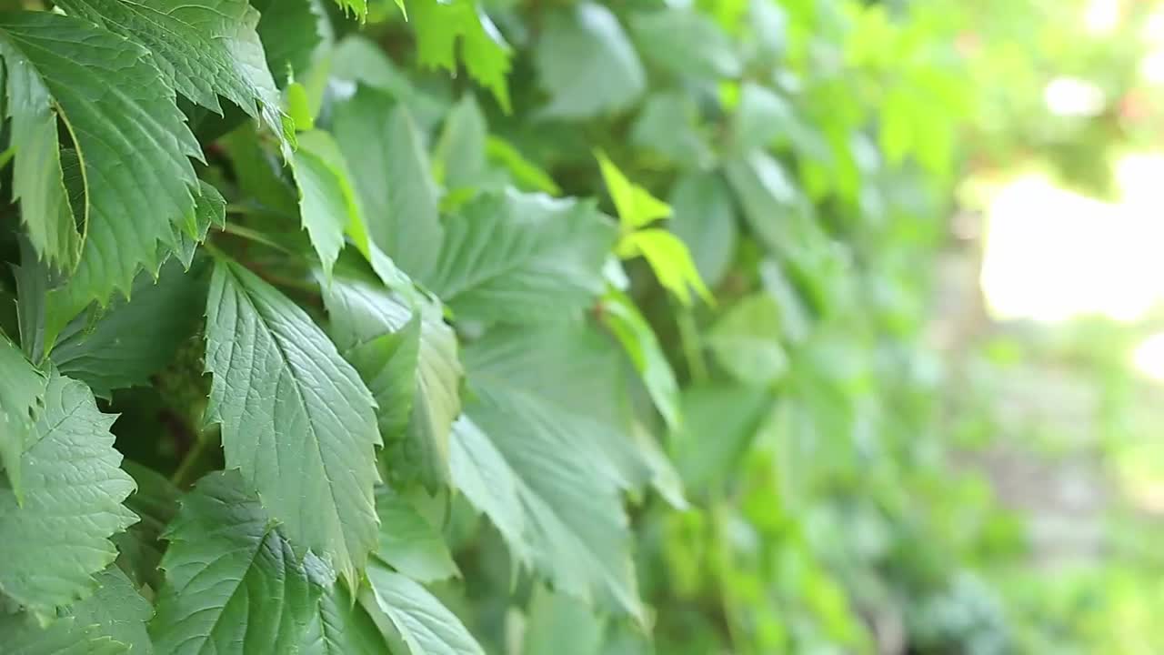 篱笆上有绿色的常春藤。在一个阳光明媚的夏日，常春藤环绕着篱笆视频下载