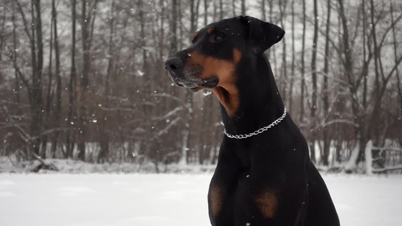 温顺的大狗在冬天的雪林里散步的特写和慢镜头视频素材