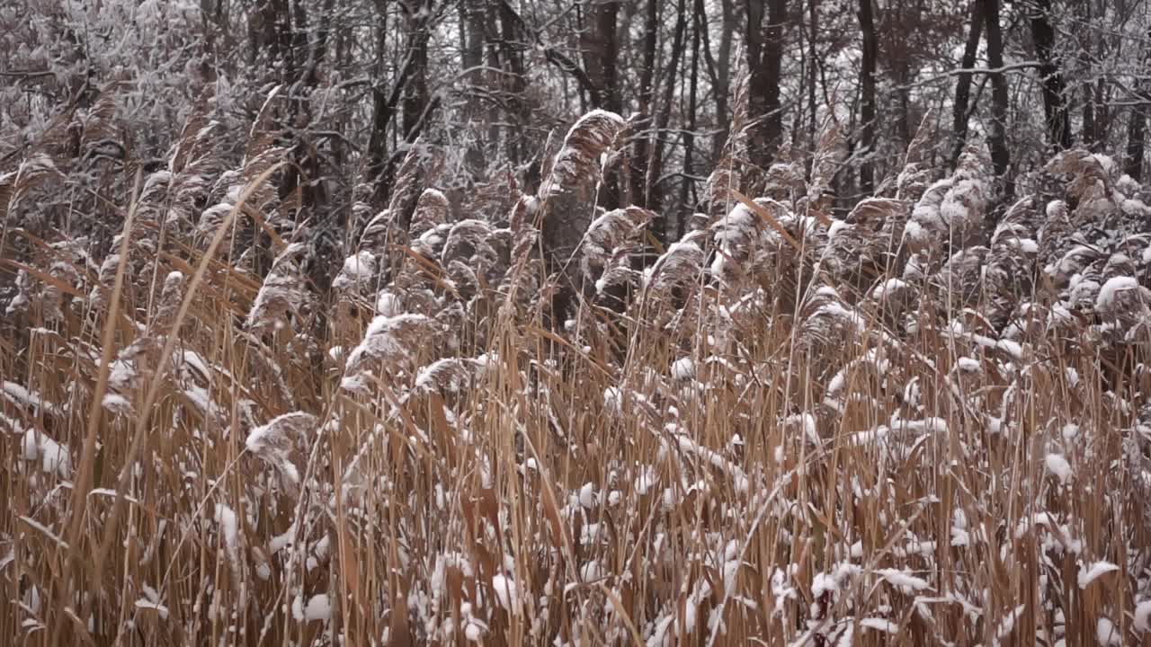 干燥冻僵的芦苇丛在飘落的雪花中缓慢移动，背景是树木视频素材