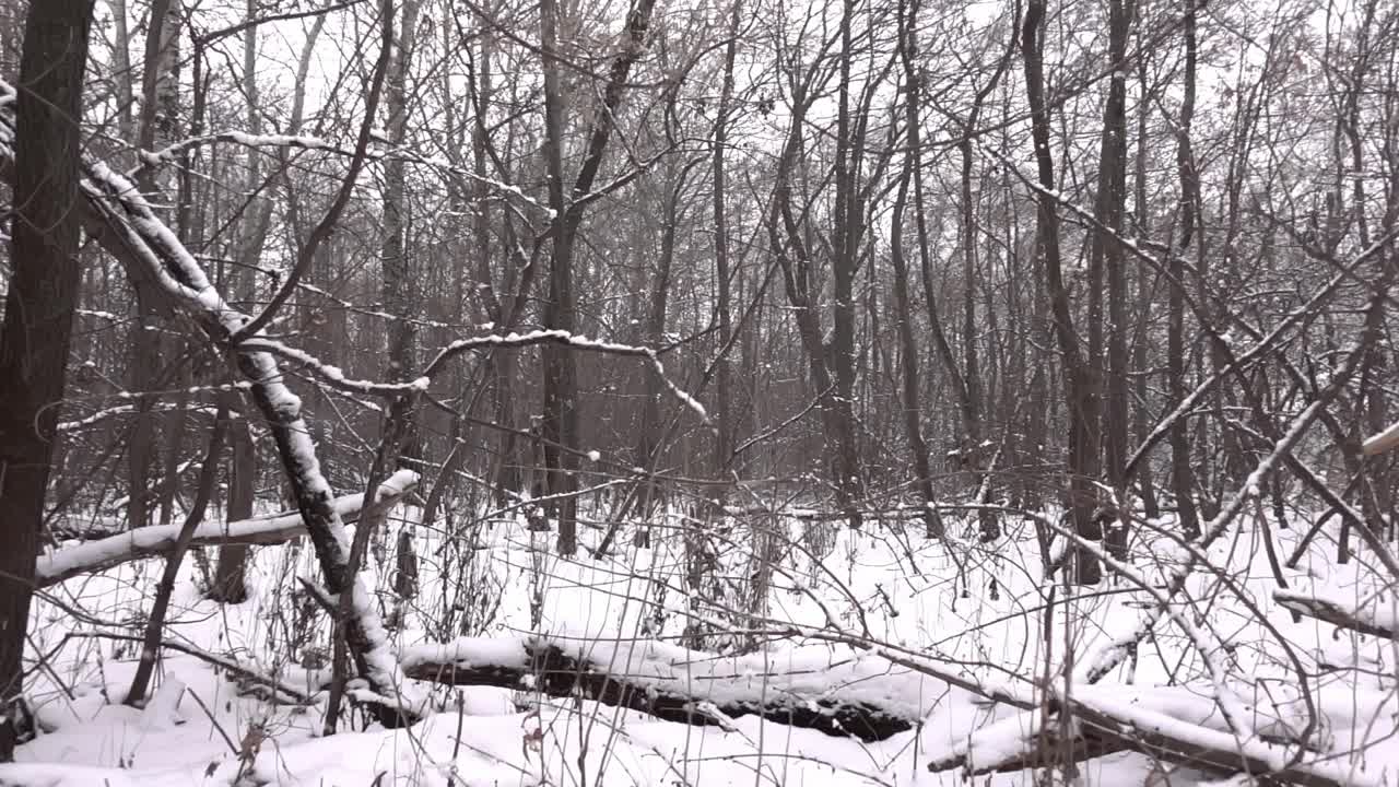 冬天下雪的森林与树干和灌木在寒冷的日子慢动作视频素材