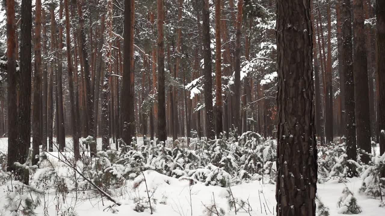 松树林的景观与树干在寒冷的冬日拍摄在一个缓慢的mo视频素材