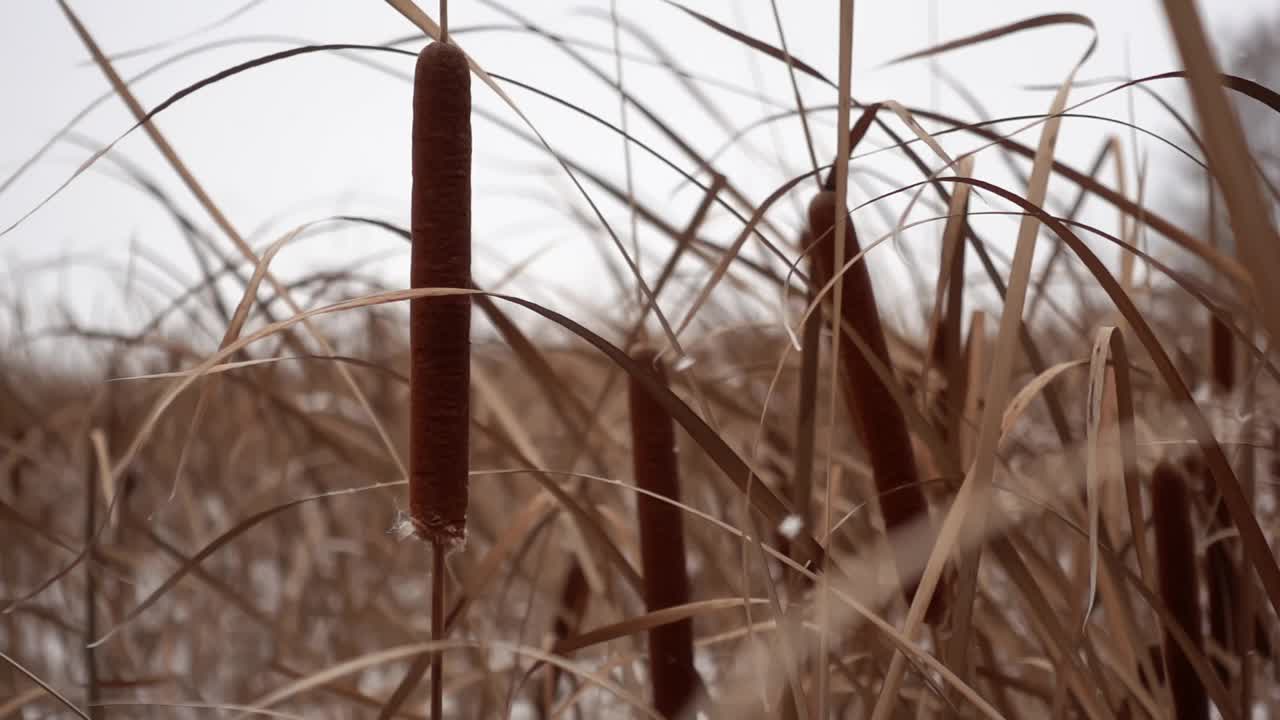 野外景观与生长芦苇和草在冬季时间的特写和慢速视频素材