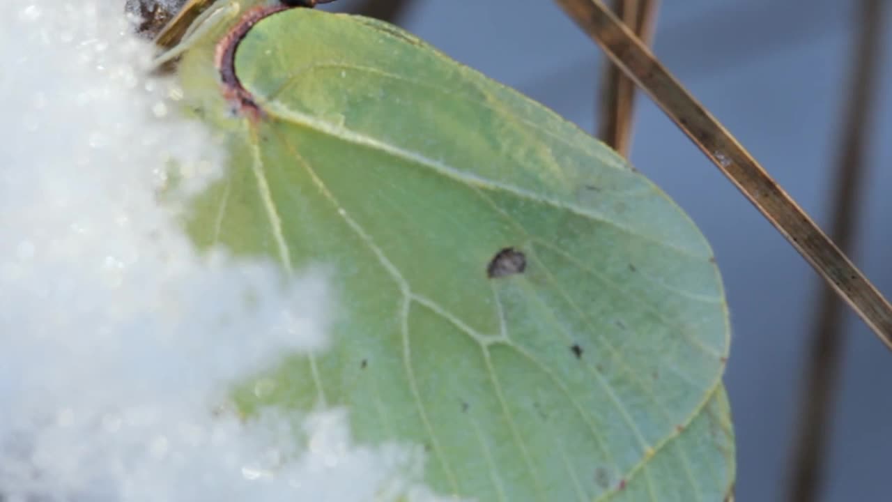 鼠李，或柠檬草(Gonepteryx rhamni)是一种日间活动的蝴蝶，属于白蝇科。一只蝴蝶和第一场雪。晚上下了第一场雪。视频素材