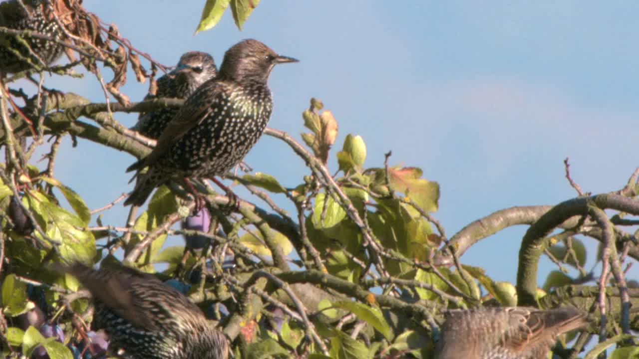 椋鸟(Sturnus vulgaris)是一种会唱歌的鸟。从外表上看(从体型、深色羽毛、黄色喙)，它看起来有点像黑鸟，但不像黑鸟，它在地面上行走，不会跳。视频素材