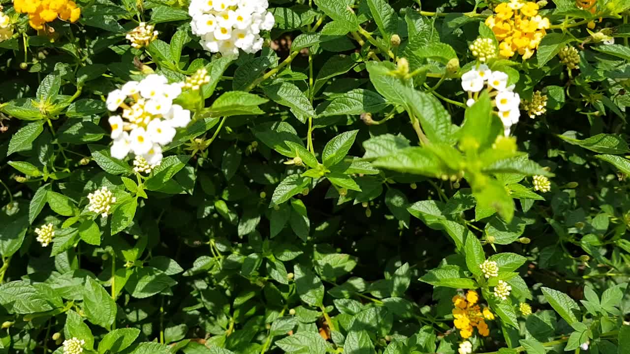 美丽的花盛开视频素材