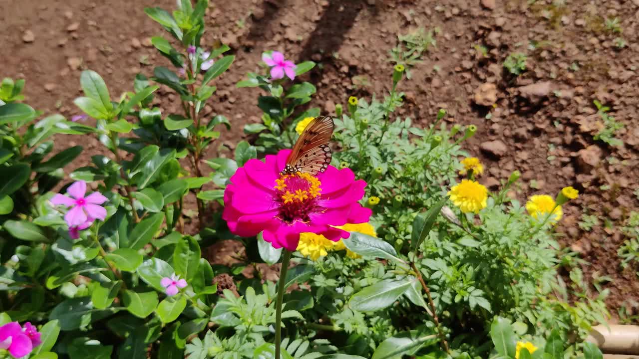 美丽的风景蝴蝶吮吸蜂蜜从花模糊的背景视频素材