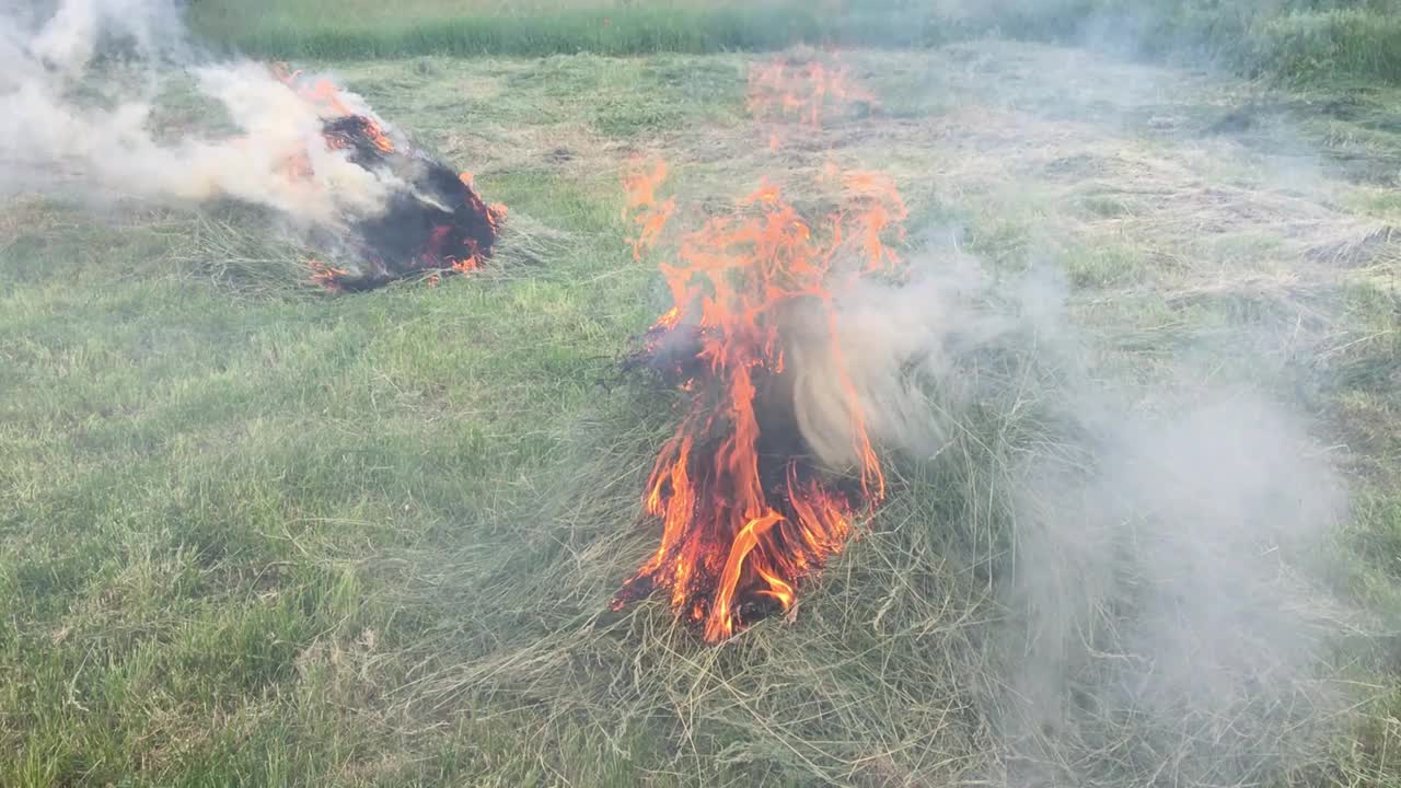 夏天清理村里的杂草。一堆堆割下来的干草在离房子安全距离的田野里被烧掉。环境污染。视频下载