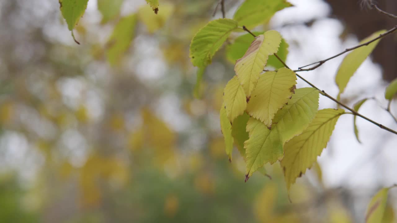 色彩斑斓的树叶模糊的秋天背景。视频素材