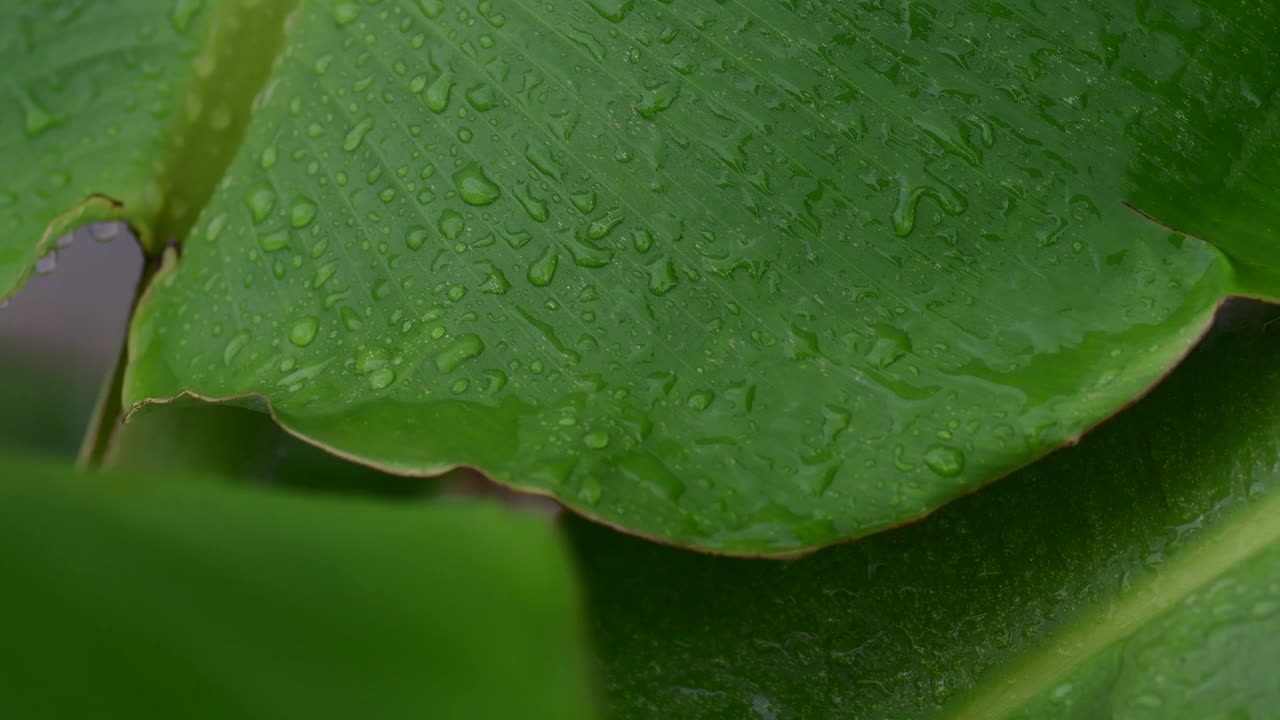 雨滴落在棕榈叶上视频素材