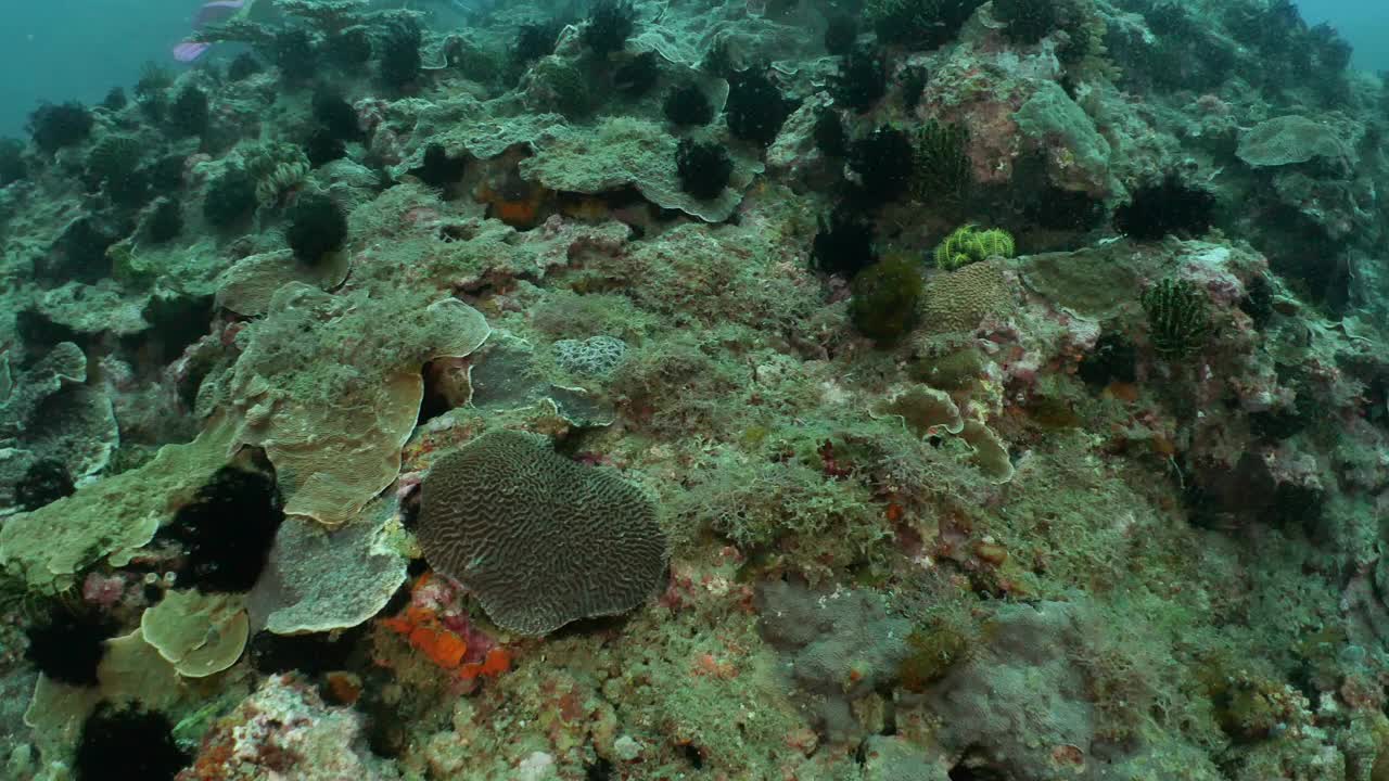 台湾垦丁深海珊瑚礁视频素材