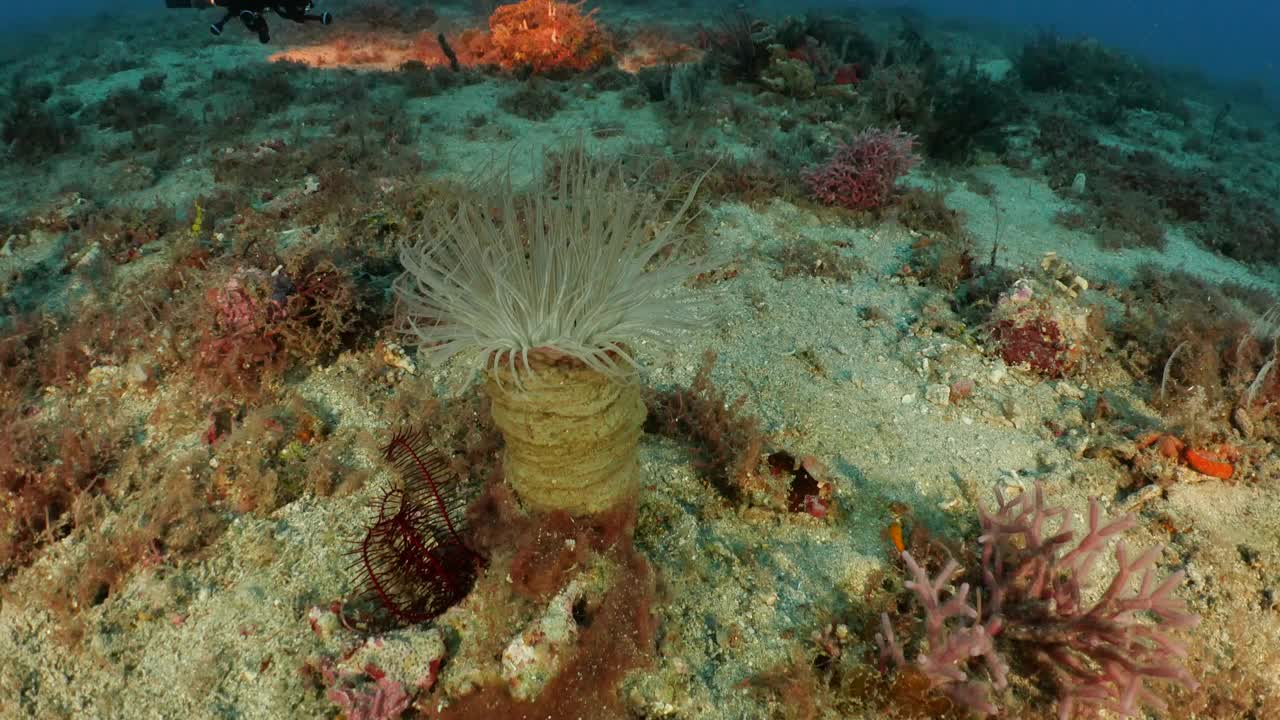 深海珊瑚礁中管栖海葵的特写照片视频下载