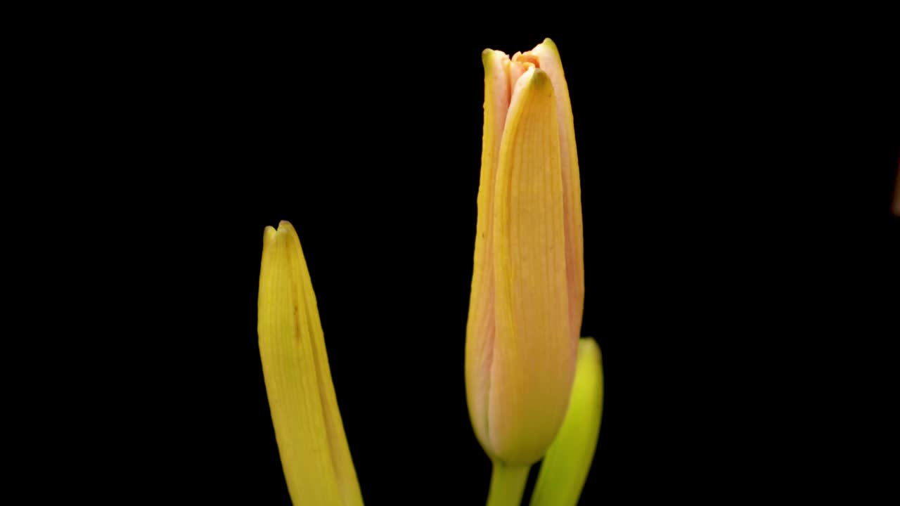 春日百合花开放。在黑色的背景上盛开着美丽的花朵。间隔拍摄。视频素材